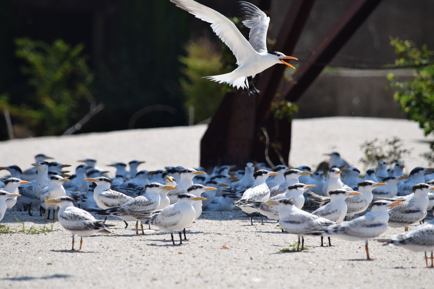 Terns on Fort Wool, VA